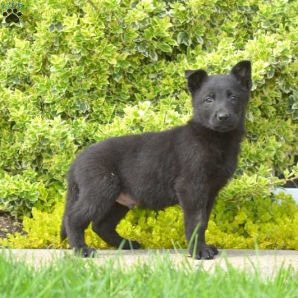 Nitro, German Shepherd Puppy