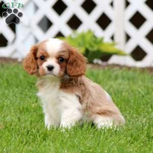 Noble, Cavalier King Charles Spaniel Puppy