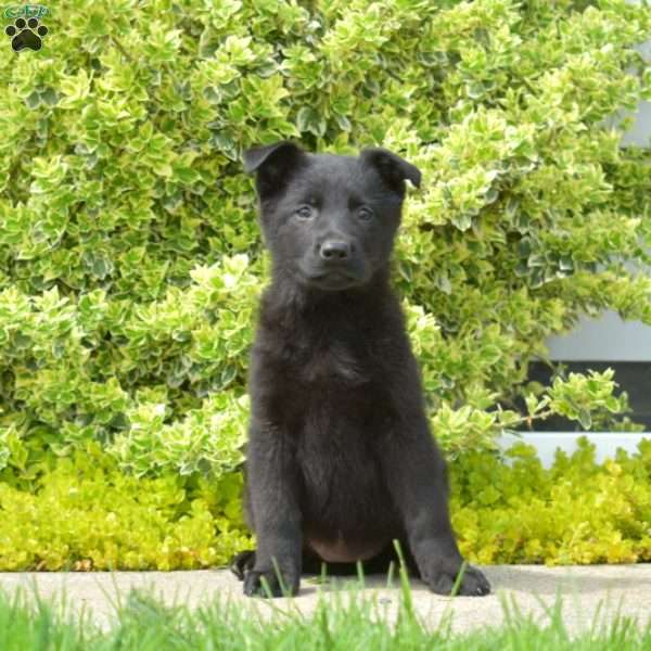 Nova, German Shepherd Puppy