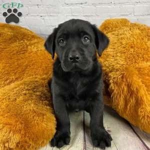 Axel, Black Labrador Retriever Puppy