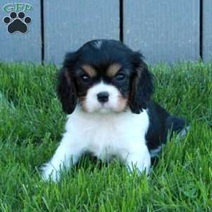 Odette, Cavalier King Charles Spaniel Puppy