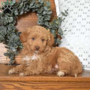 Oliver-F1B, Mini Goldendoodle Puppy