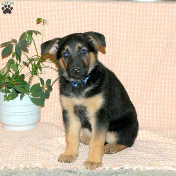 Olivia, German Shepherd Puppy