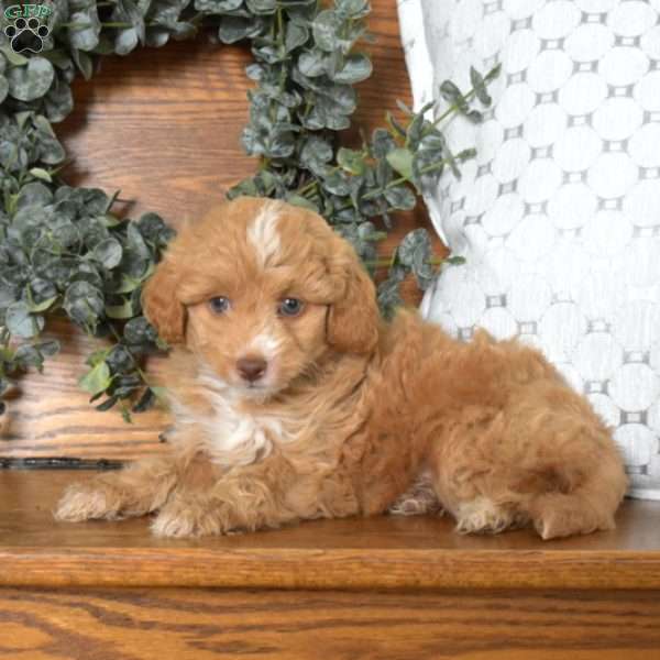 Olivia-F1B, Mini Goldendoodle Puppy