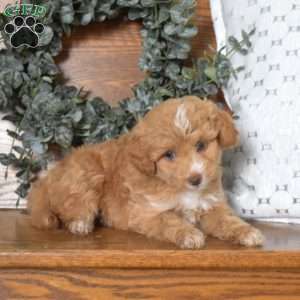 Olivia-F1B, Mini Goldendoodle Puppy