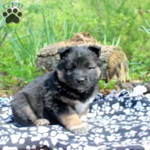 Oscar, German Shepherd Mix Puppy