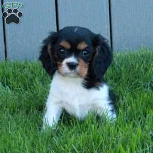 Oscar, Cavalier King Charles Spaniel Puppy