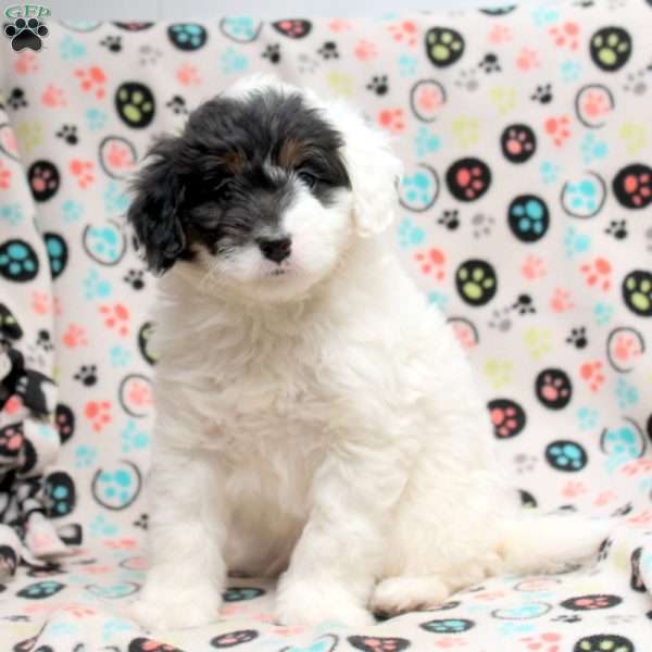 Owen, Mini Bernedoodle Puppy
