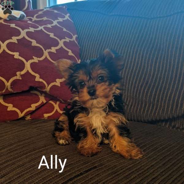 Ally, Yorkie Puppy