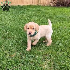 Dixie, Yellow Labrador Retriever Puppy