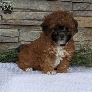 Miniature Poodle Mix Puppies For Sale | Greenfield Puppies