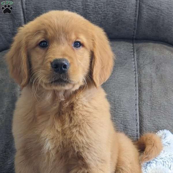 Benji, Golden Retriever Puppy