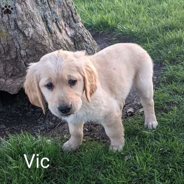 Vic, Golden Retriever Puppy