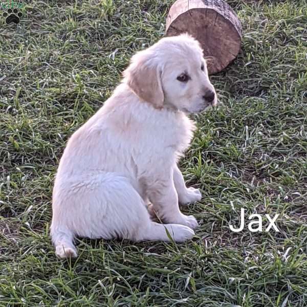 Jax, Golden Retriever Puppy