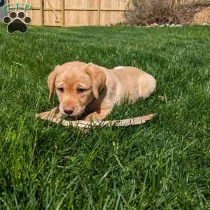 Dixie, Yellow Labrador Retriever Puppy
