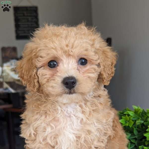 Toby, Bich-Poo Puppy
