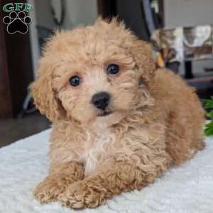 Toby, Bich-Poo Puppy