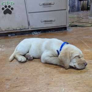 Dexter, Yellow Labrador Retriever Puppy