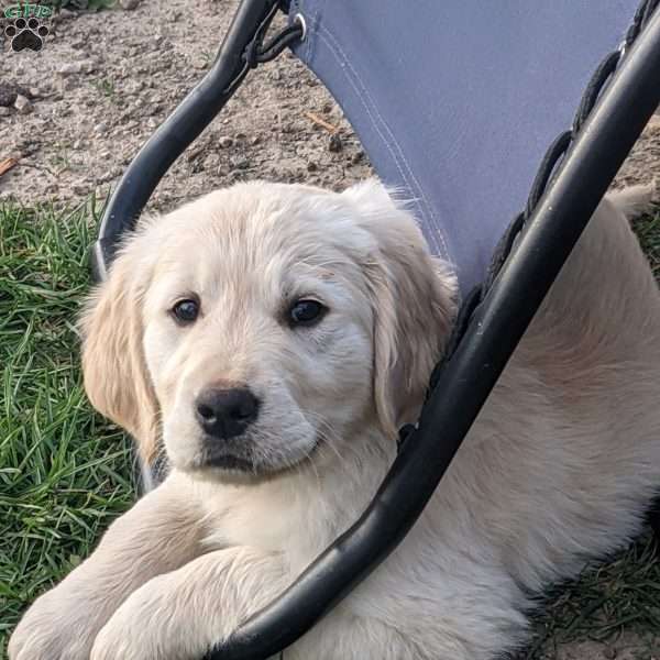 Finn, Golden Retriever Puppy