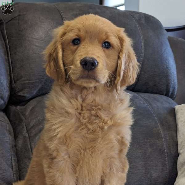 Baker, Golden Retriever Puppy
