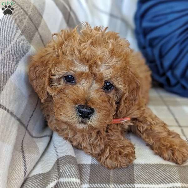 Olivia, Mini Labradoodle Puppy