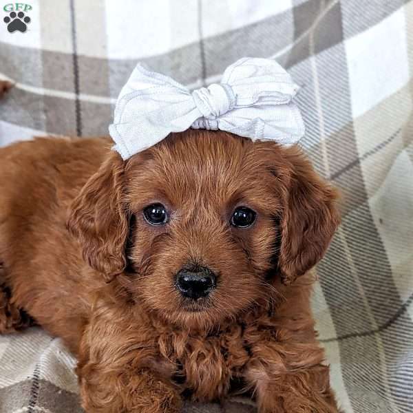Willow, Mini Labradoodle Puppy