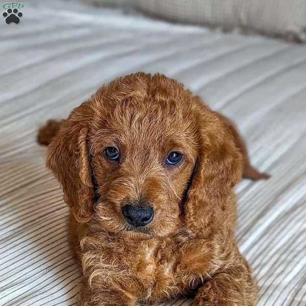 Rowan, Mini Labradoodle Puppy