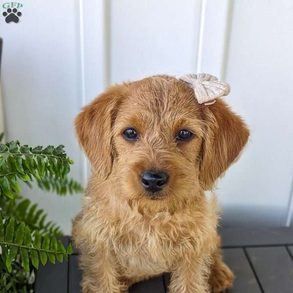 Poppy, Mini Labradoodle Puppy