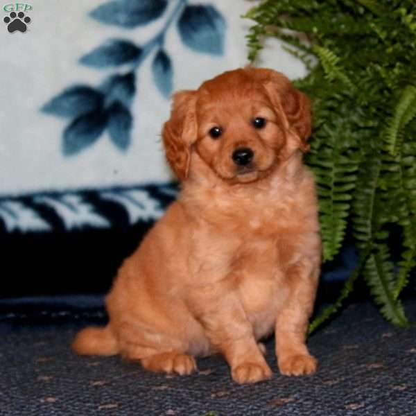 Paige, Mini Goldendoodle Puppy