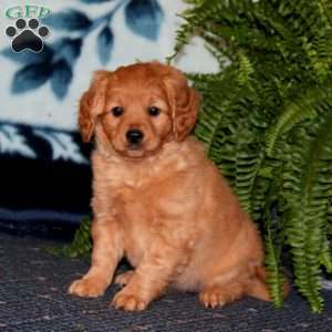 Paige, Mini Goldendoodle Puppy