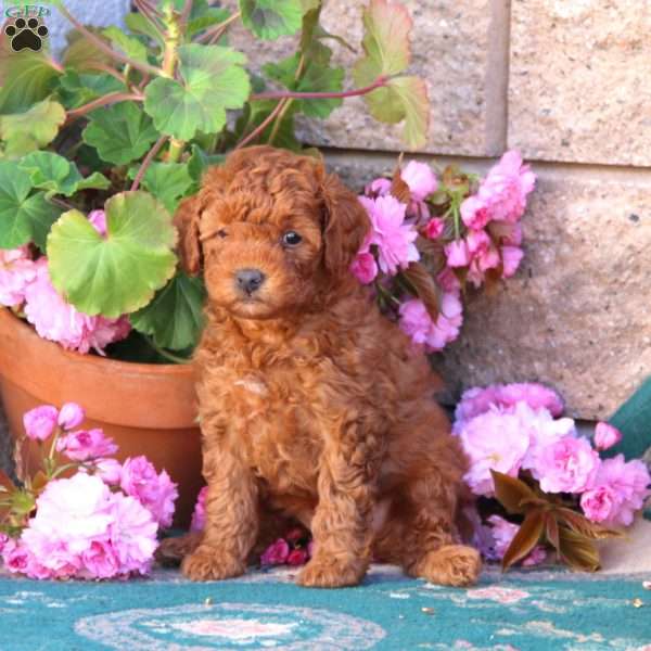 Pansy, Mini Goldendoodle Puppy