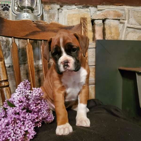 Pansy, Boxer Puppy