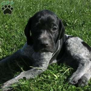 Pansy, German Shorthaired Pointer Puppy