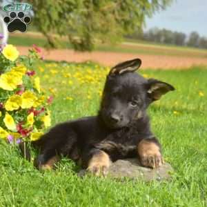 Parker, German Shepherd Puppy