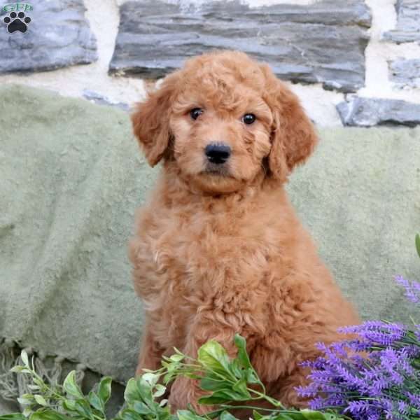 Parker, Goldendoodle Puppy