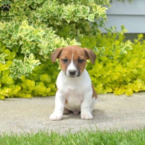 Parsley, Jack Russell Terrier Puppy