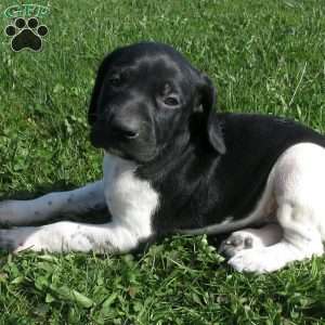 Patch, German Shorthaired Pointer Puppy