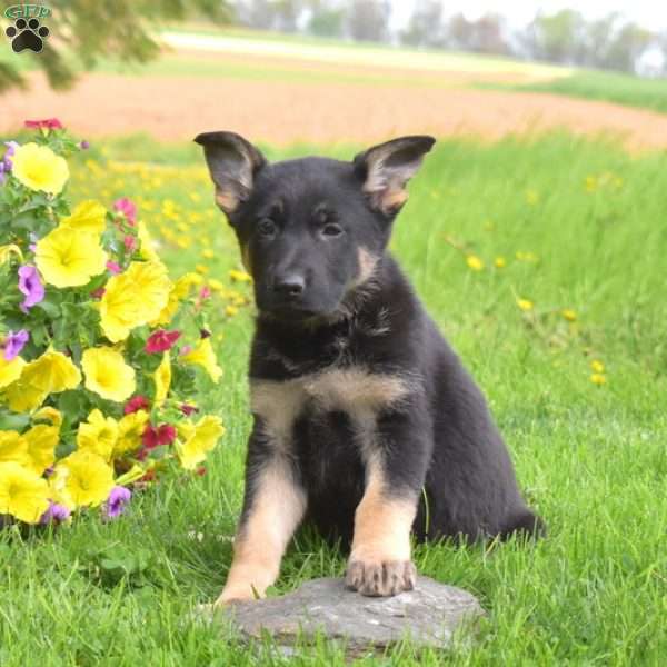 Penelope, German Shepherd Puppy