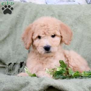 Penelope, Goldendoodle Puppy