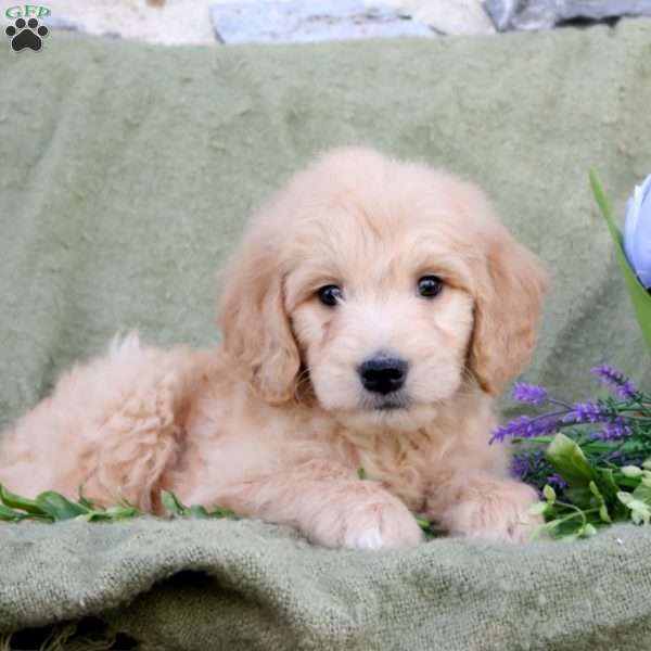 Percy, Goldendoodle Puppy