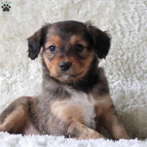 Peter, Cavalier King Charles Mix Puppy