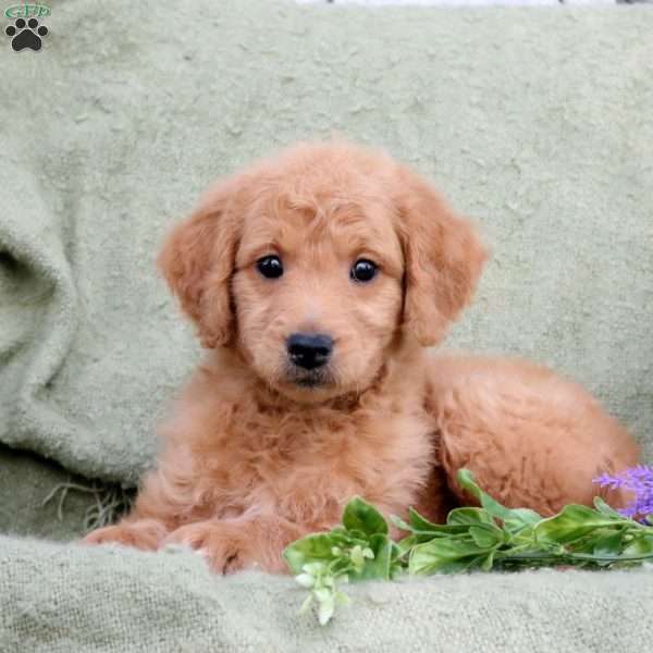 Peter, Goldendoodle Puppy