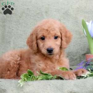 Peter, Goldendoodle Puppy