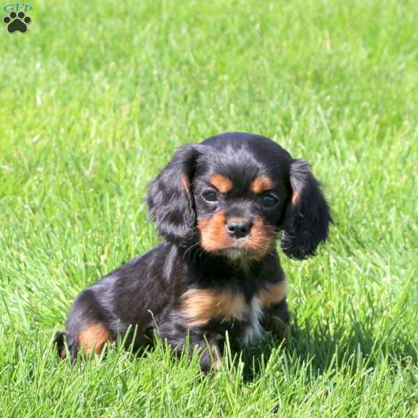 Petey, Cavalier King Charles Spaniel Puppy