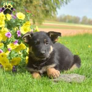 Phantom, German Shepherd Puppy