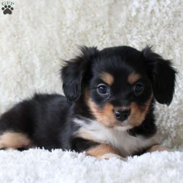 Pickle, Cavalier King Charles Mix Puppy