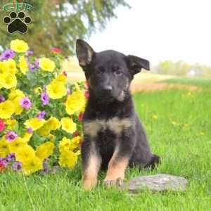 Piper, German Shepherd Puppy