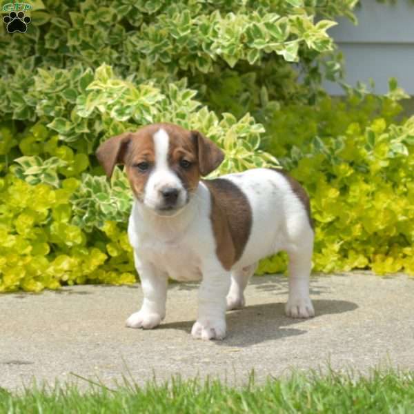 Pistachio, Jack Russell Terrier Puppy