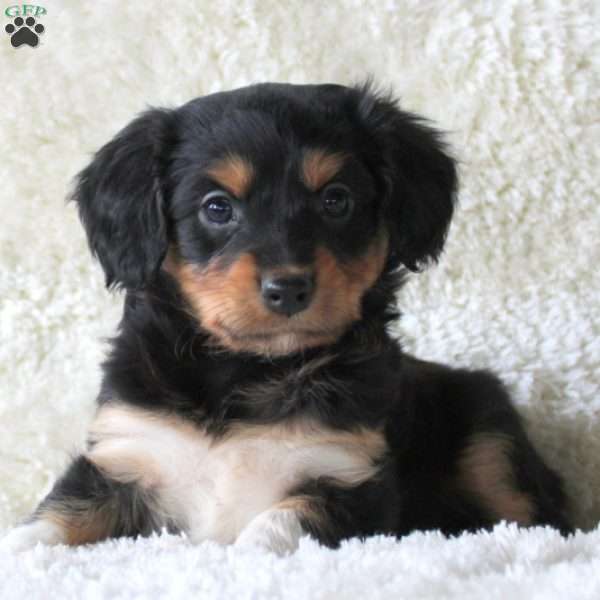 Poker, Cavalier King Charles Mix Puppy