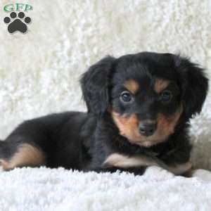 Poker, Cavalier King Charles Mix Puppy